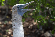 Blaufußtölpel (2).jpg